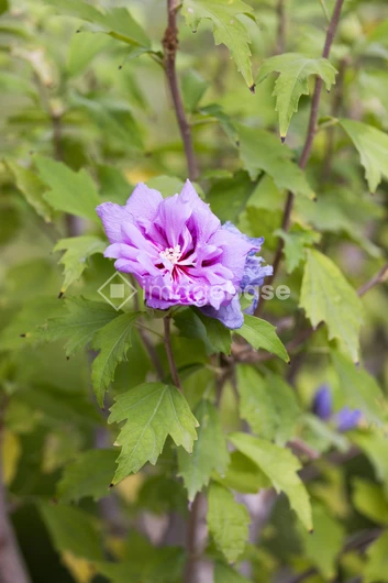 Purple Flower in Natural Setting