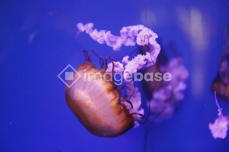 Mesmerizing Jellyfish in Blue Waters