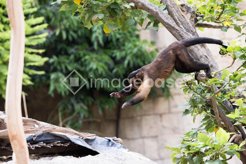 Jumping Monkey in Action