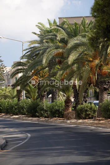 Palm-Lined Street View