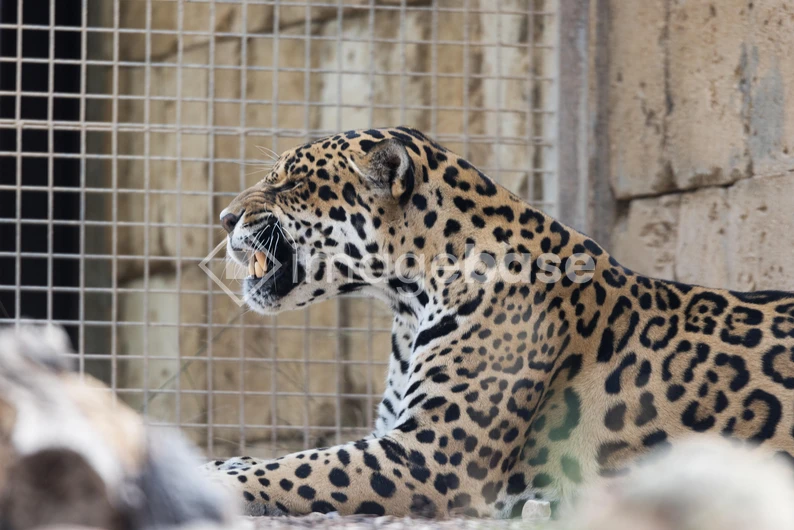 Jaguar in Captivity
