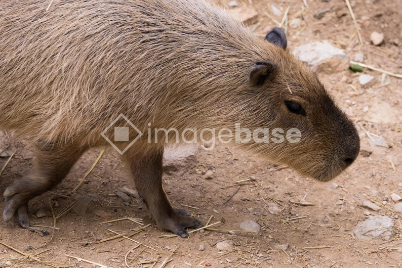 Capybara in Natural Habitat