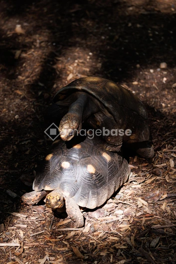 Tortoises in Natural Habitat