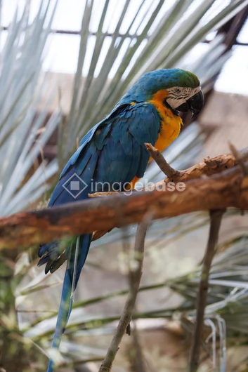 Colorful Parrot on Branch