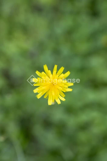 Solitary Dandelion Bloom