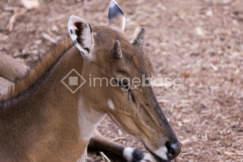 Resting Antelope