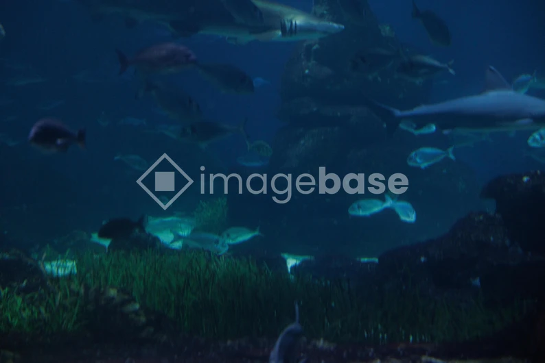 Underwater Scene with Marine Life