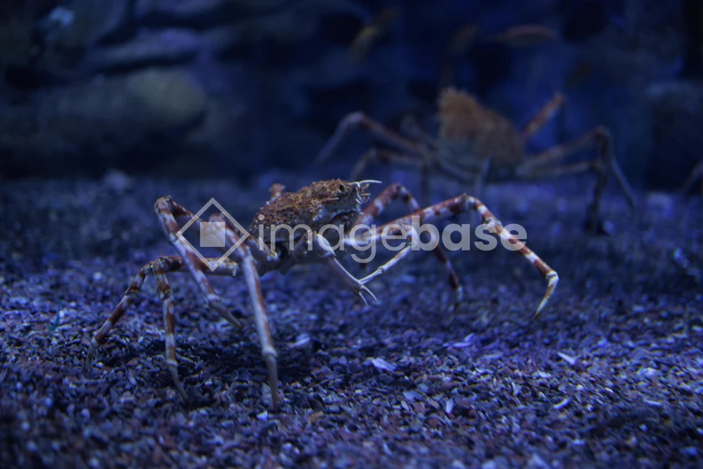 Crabs Underwater