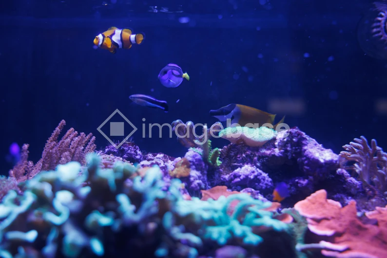 Underwater Coral Reef Scene