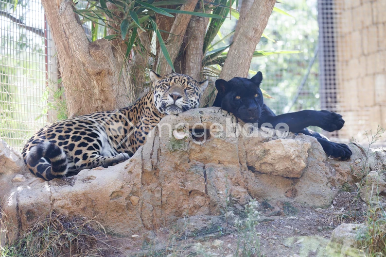 Resting Jaguars in Sanctuary