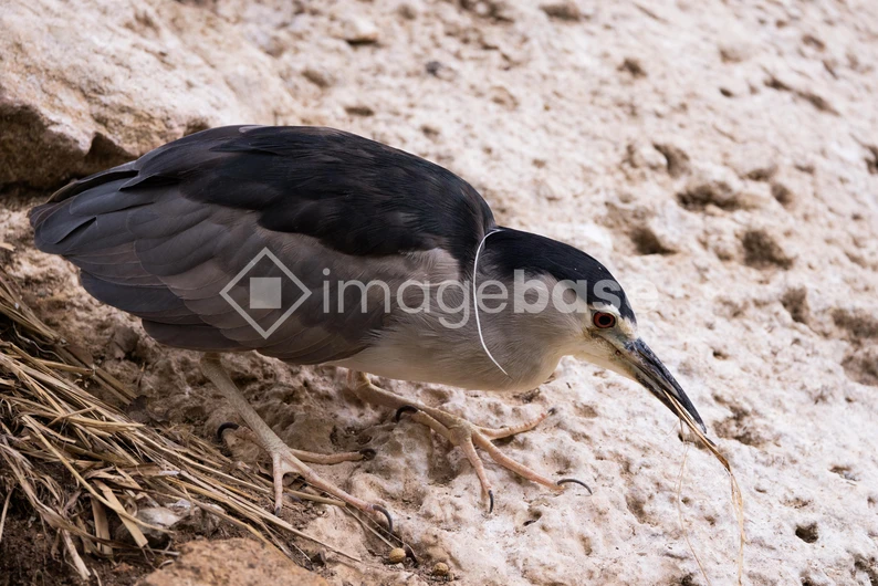 Bird on Rocky Ground
