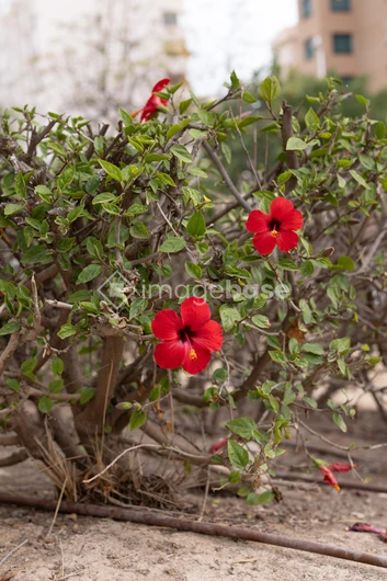 Vibrant Red Flowers in Urban Setting