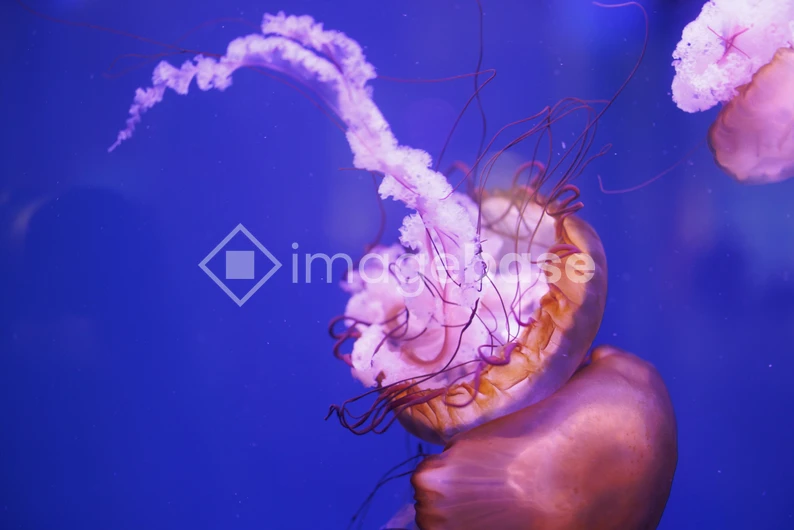 Jellyfish in Blue Waters