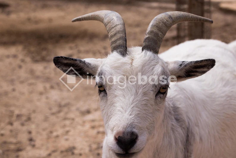 Close-up of a Goat