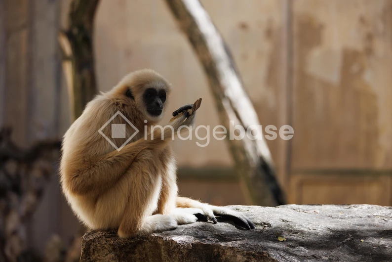 Gibbon at Rest