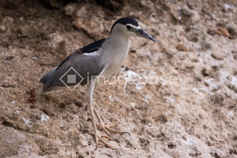 Heron on Rocky Terrain