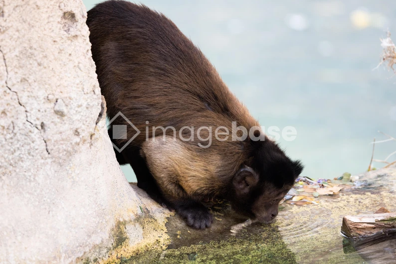 Monkey by the Water