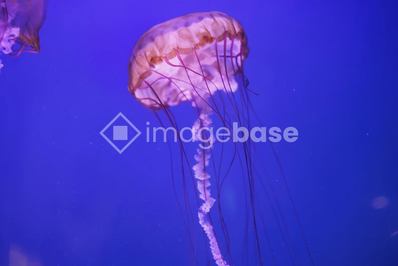 Graceful Jellyfish in Blue Waters