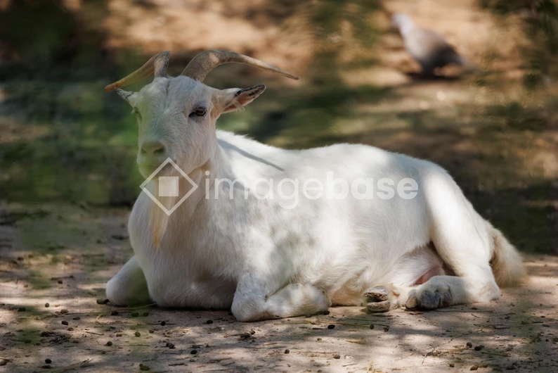 Resting Goat in Sunlight