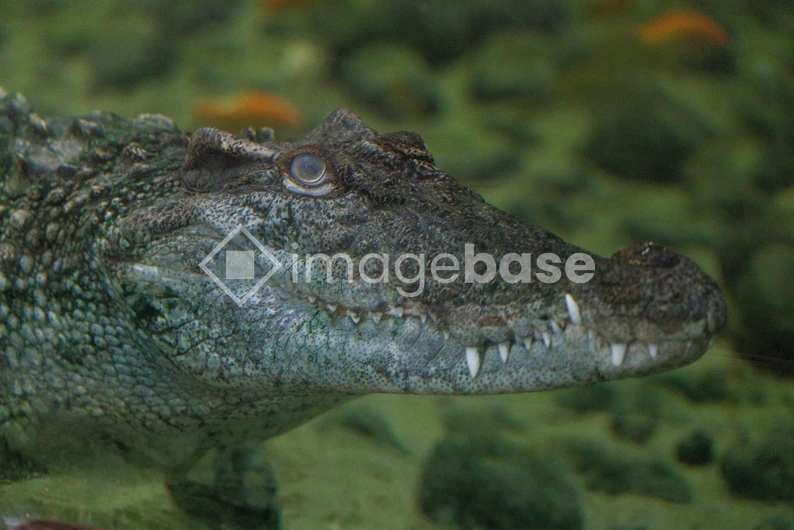 Crocodile Underwater