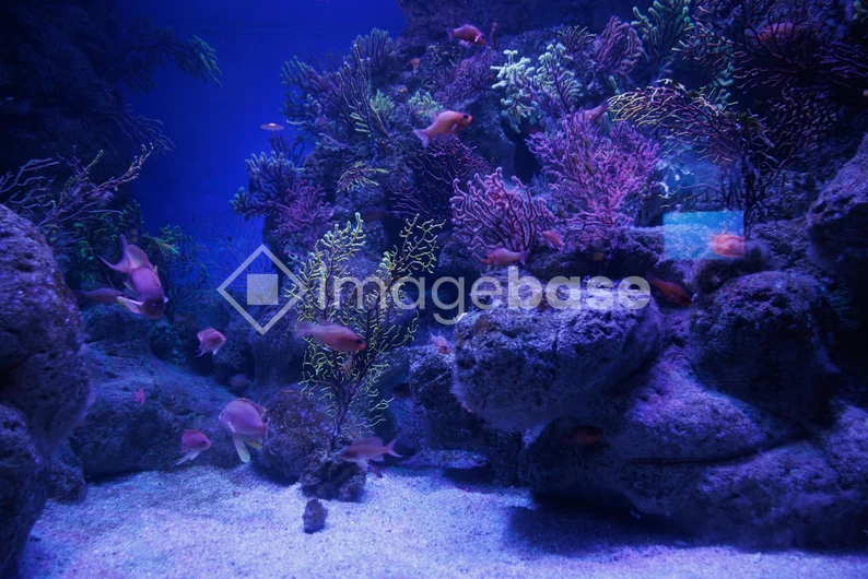 Underwater Coral Scene