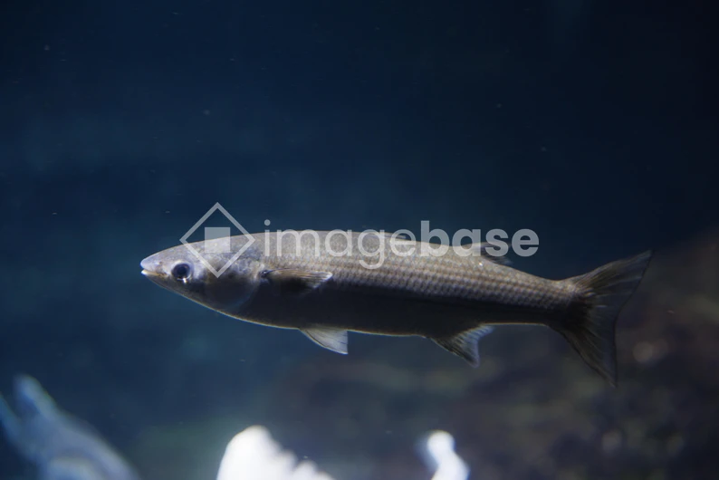 Underwater Fish View