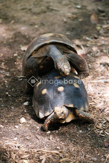 Tortoises in Natural Habitat