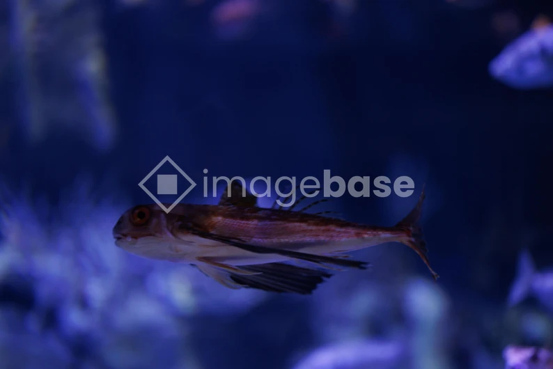 Underwater Fish