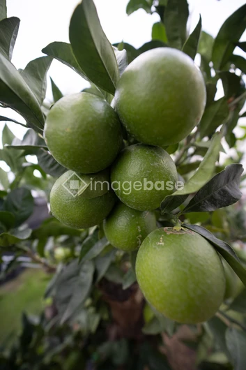Green Oranges on Tree