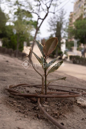 Young Plant in Urban Environment