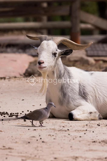 Resting Goat and Bird