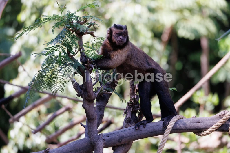 Monkey in Natural Habitat