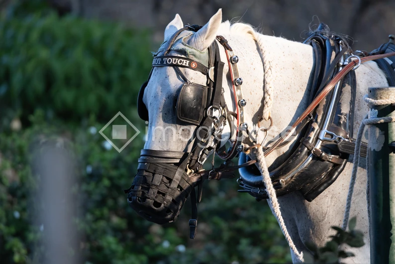 Horse in Harness