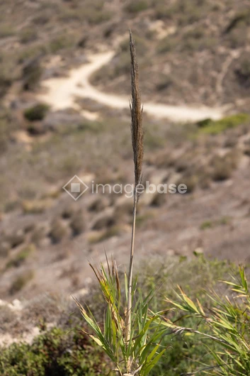 Isolated Plant in Arid Landscape