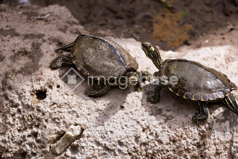 Turtles on a Rock