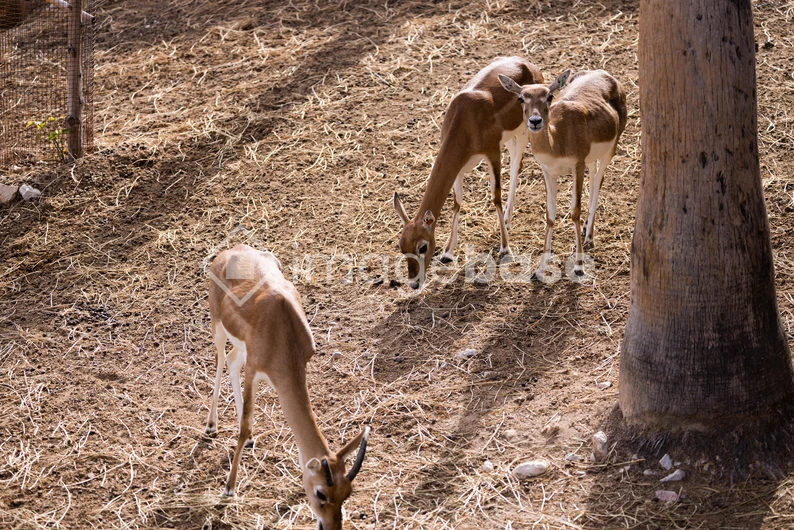 Grazing Deer in Natural Habitat