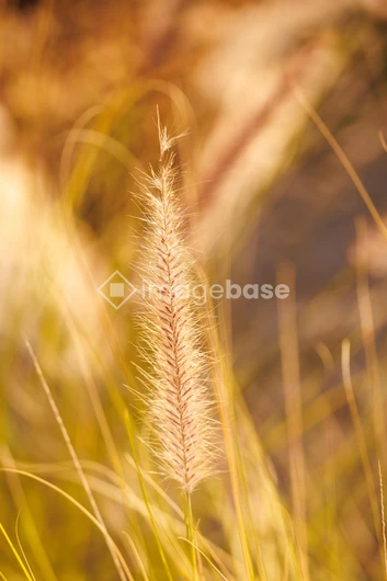 Golden Grass Close-up