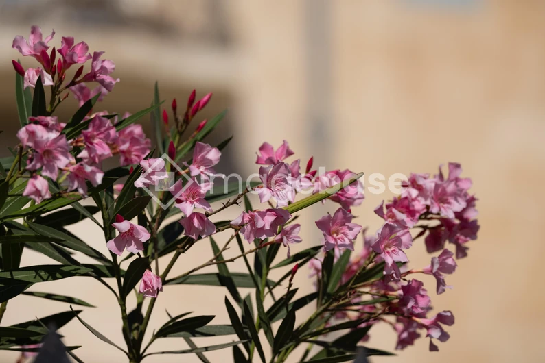 Blooming Oleander
