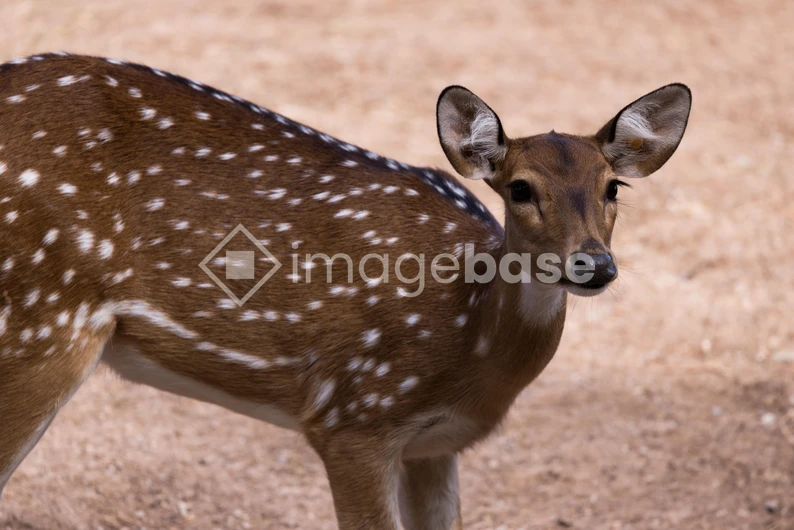 Spotted Deer in Natural Habitat
