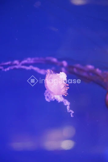Floating Jellyfish