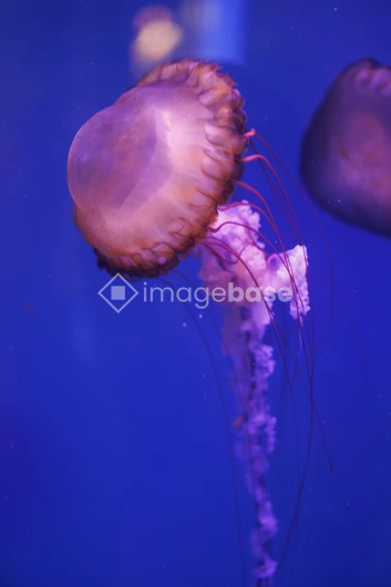 Serene Jellyfish in Ocean Blue