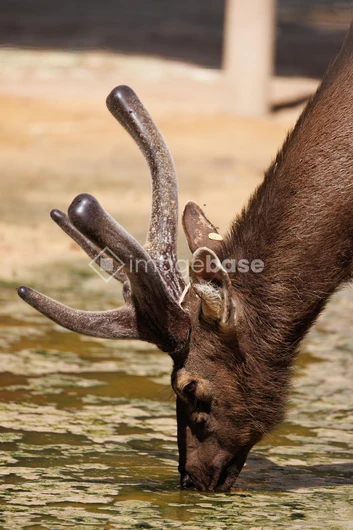 Deer Drinking Water