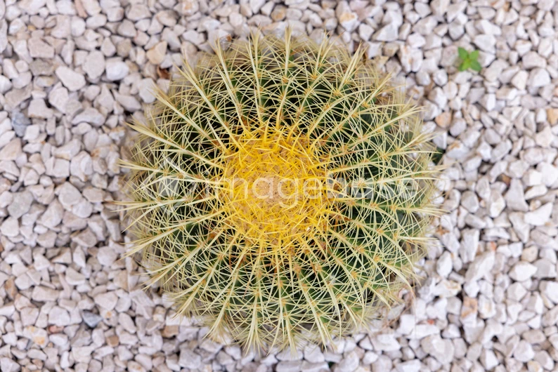 Cactus on Gravel