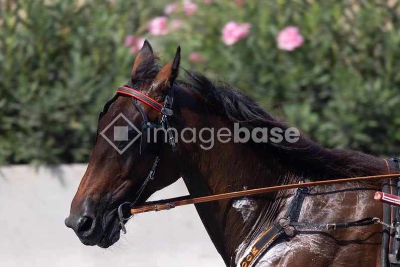Horse in Motion