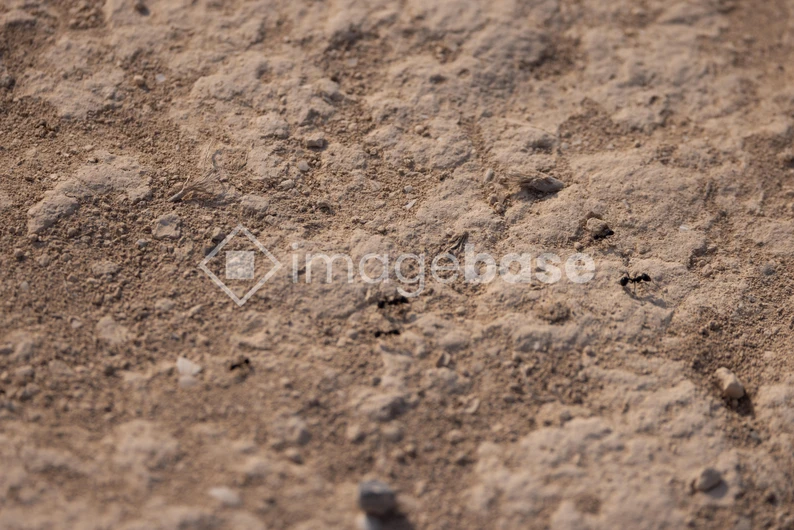 Sandy Surface with Ants