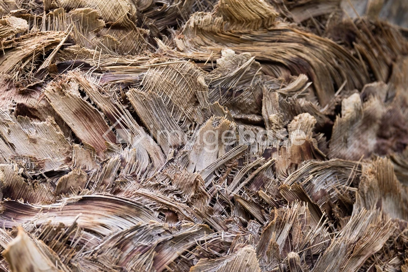Close-up of Natural Texture
