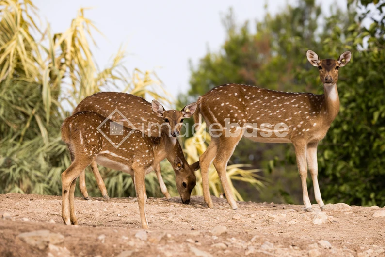 Group of Spotted Deer