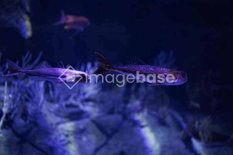 Underwater Serenity