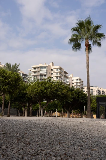 Cityscapes and Palm Trees