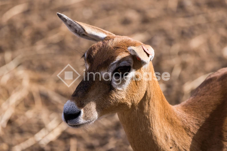 Close-up of a Gazelle
